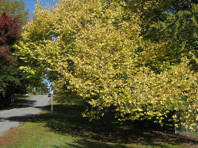 Golden elm- Cambridge Tree Trust